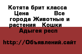 Котята брит класса › Цена ­ 20 000 - Все города Животные и растения » Кошки   . Адыгея респ.